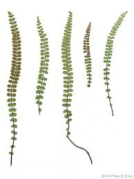 Image result for Asplenium mannii