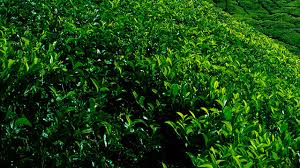 Gruenberg tea plantation haus bölgesinde bulundunuz mu? Kolukkumalai The Highest Tea Garden In India At Munnar Idukki Kerala Tourism