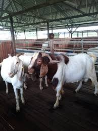 Desain kandang kambing modern sekarang memiliki bentuk seperti rumah panggung, artinya, kandang tidak menyatu secara langsung sementara untuk ukuran kandang kambing disesuaikan dengan jumlah kambingnya. Pedoman Cara Memelihara Kambing Dengan Mudah Anekahewan Com