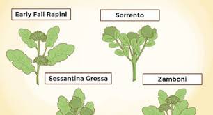 We did not find results for: How To Grow Radishes 10 Steps With Pictures Wikihow