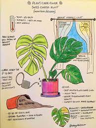 Monstera Deliciosa Care Plants Plant Care Houseplant House Plants Indoor