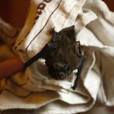 Well, wait no longer fleshy audio receivers. Driven Batty The Scary Reality Of Bats In Your House