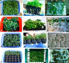 نتیجه جستجوی لغت [acclimatized] در گوگل