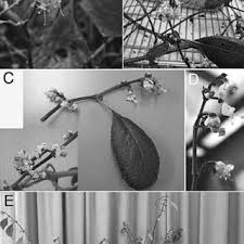 Image result for Tricalysia delagoensis
