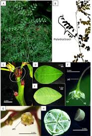 Image result for Phyllanthus tenellus