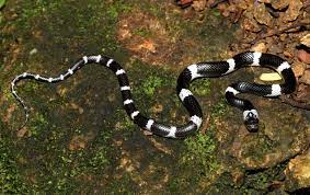 Pin On Reptiles