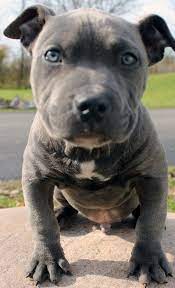 Pin By Luana Hansen On Animal Pics Pitbull Puppies Pitbull Puppies For Sale Blue Nose Pitbull Puppies