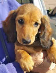 Dogs are loyal, sweet and lots of fun. Harlequin Dachshunds Miniature Longhaired Dachshunds Breeders In South Jersey