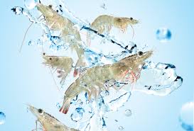 Pt Central Proteina Prima Tbk Cp Prima