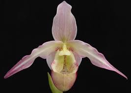 Image result for Dipcadi longifolium