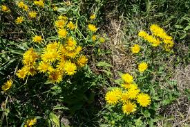 Image result for Inhambanella