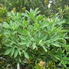 Image result for Searsia nebulosa