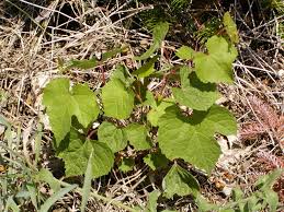 These flowers are functionally female, since their pistils are normal. Wild Grapes Vitis Spp Plant Pest Diagnostics