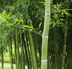 Image result for Justicia phyllostachys