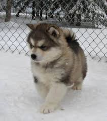 Not only are these pups extremely strong but they are affectionate, loyal and playful when the workday is done. Alaskan Malamute Puppies For Sale Uk Champion Pets Lovers