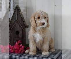 Because the labradoodle is a crossbreed and not a breed, puppies do not have consistently predictable characteristics. View Ad Labradoodle Puppy For Sale Near Ohio Fredericksbg Usa Adn 123795