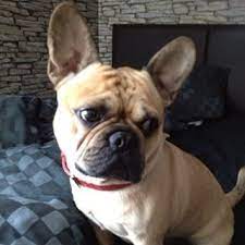 Frenchie pug puppies are small, have that adorable wrinkly face look, and they're often very affordable. Frug French Bulldog Pug Dog Crossbreeds Bulldog Dog Breeds