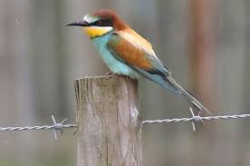 We did not find results for: Burung Langka Pemakan Lebah Ditemukan Bersarang Di Cumbria National Geographic