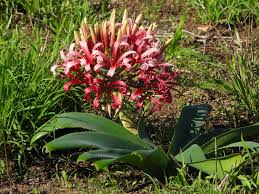 Image result for Ammocharis tinneana