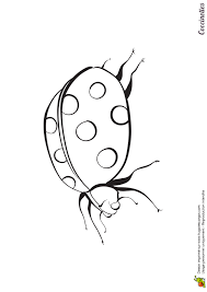 Page 18 Sur 25 Sur Hugolescargot Com Coloriage Coccinelle Dessin Marguerite Coloriage Papillon