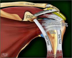 Shoulder blade anatomy diagram shoulders should be stabilized by squeezing shoulder blades together slightly only the elbow joint should move sit in upright position on a flat bench rest dumbbells. The Radiology Assistant Shoulder Anatomy Mri