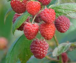 Image result for Rubus kirungensis