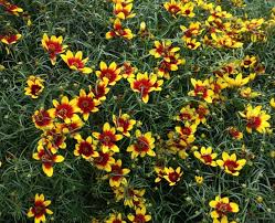 Maybe you would like to learn more about one of these? Captivating Perennials Greenhouse Product News