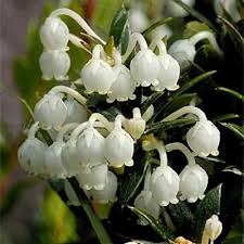 Image result for Pteronia mucronata