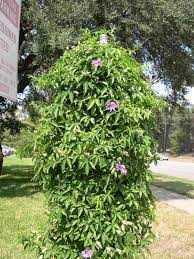 Passiflora Incarnata Passion Vine Passion Flower Native Plant Gardening