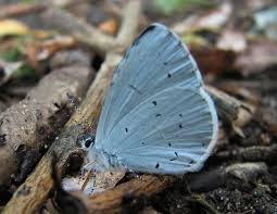 Pin By Middle Moon Malas On Mala Designs Blue Butterfly Butterfly Image