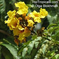 Image result for Markhamia tomentosa