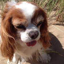 Pin On Syringomyelia
