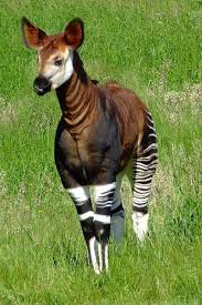 Fast Fact Attack Endangered Species No 87 The Okapi Animals Rare Animals Interesting Animals