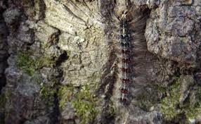 Gypsy moth caterpillar dangling on silk thread. The Very Hungry Caterpillars