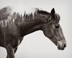a meyer photography double exposures horses horse art horse tattoo