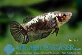 You'll find a high quality of healthy and colorful betta fish for sale. Betta Splendens Black Samurai Aquarium Glaser Gmbh