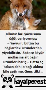 Tilkinin Yavrusuna Ogudu Animals Fox Islam