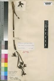 Image result for Orthochilus adenoglossus