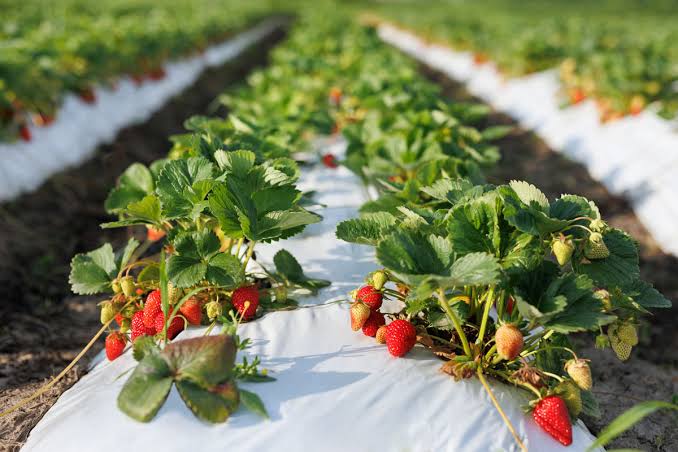 Invernaderos de Fresas | Novagric