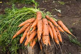 How to clean garden carrots. How To Harvest And Store Carrots