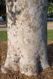 Image result for Khaya