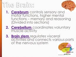 Bookbrain stem nuclei / the brainstem regulates vital cardiac and respiratory functions and pons :. Ever Wonder How You Can Do Everything You Do Ppt Download