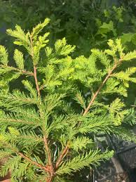 Image result for Taxodium