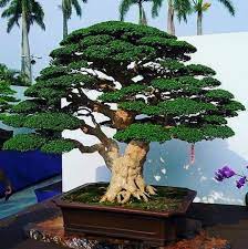 Pin By Serchon Pou On Bonsai Buy Bonsai Tree Bonsai Tree Types Bonsai Tree