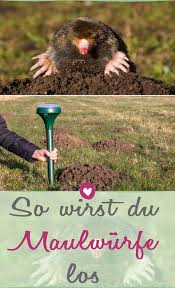 Mit Diesen Mitteln Vertreiben Sie Maulwurfe Sanft Aus Ihrem Garten Garten Maulwurf Vertreiben Maulwurf
