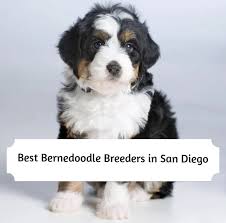 Find your new companion at nextdaypets.com. Best Bernedoodle Breeders In San Diego 2021 Top 8 Picks