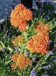 Achillea Weser River Sandstone Achillea Millefolium Plants Achillea