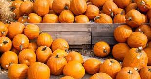 Pumpkin Patches Farms For Families In The San Diego Area