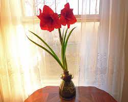 Amaryllis Bulbs And Water Tips On The Care Of Amaryllis In Water