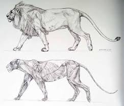 Explore resources and articles related to the human body's shape and form, including organs, skeleton, muscles, blood vessels, and more. Information On The Skeleton Of The Lion Steemit